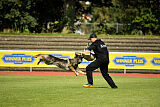 Chapa vom Drachenwolf