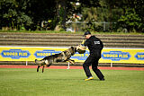 Chapa vom Drachenwolf