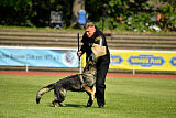 Chapa vom Drachenwolf