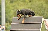 Nino von der Zonser Heide