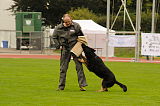 Zorro von der Mordschau