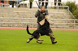 Zorro von der Mordschau