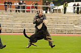 Zorro von der Mordschau