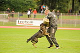 Basco vom wilden Klee
