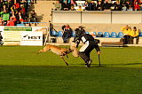 Fox von der schoenen Ecke