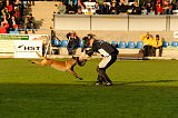 Fox von der schoenen Ecke