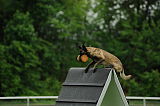 Joy vom schnellen Fuchs