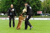 Beau von der Wesenberger Blutbuche