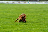 Beau von der Wesenberger Blutbuche