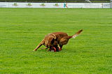 Beau von der Wesenberger Blutbuche