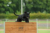 Hennes vom Lindelbrunn