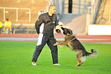 Estrellest Hurmuri Hundiin