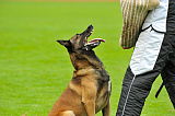 Alto Veranis K-9 Dog Center
