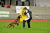 Alto Veranis K-9 Dog Center