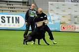 Artus vom grauen Ma-Holt
