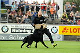 Artus vom grauen Ma-Holt