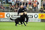 Artus vom grauen Ma-Holt
