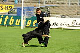 Zorro von der Mordschau