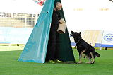 Zorro von der Mordschau