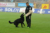 B'dog vom Eichbaum