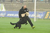 B'dog vom Eichbaum