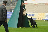 B'dog vom Eichbaum