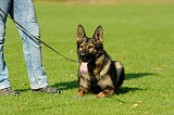 Wynn vom Annenhof