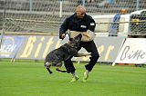 Elfe vom Black Power