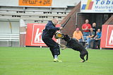 Chary vom Wolfsdreieck
