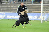 Chary vom Wolfsdreieck