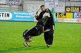 Tygo von Haus Silma
