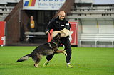 Tygo von Haus Silma
