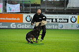Tygo von Haus Silma