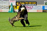Aric vom wilden Klee