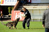 Aric vom wilden Klee