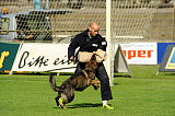 Aric vom wilden Klee