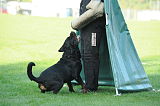 Dasko vom Löwenzahn