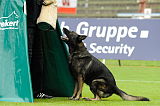 Gino von den wilden Grauen