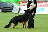 Don de Lupo