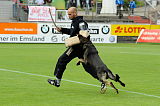 Ares vom Rabenhorst