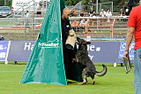 Ares vom Rabenhorst