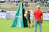 Timon von der Mohnwiese