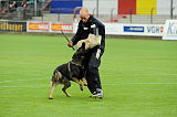 Tyson vom Friedrichsfelder Eck