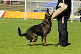 Hank vom schwarzen Bär