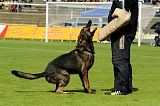 Hank vom schwarzen Bär