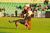 Aragon vom wilden Klee