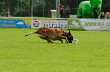 Beau von der Wesenberger Blutbuche