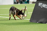 Aro vom Hunde-Hager