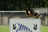 Aro vom Hunde-Hager