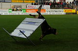 Jago vom Haus Sevens